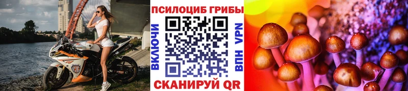 Псилоцибиновые грибы Psilocybe  блэк спрут ссылки  Зея  купить закладку 